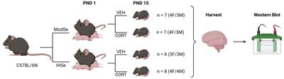 Prolonged maternal exposure to glucocorticoids alters selenoprotein expression in the developing brain